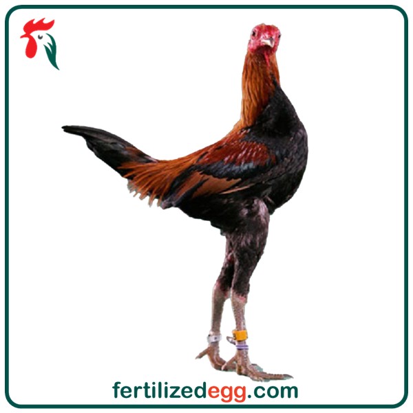 تخم نطفه دار مرغ جیور جیبر